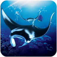 The Manta rays